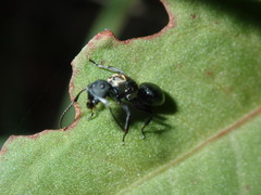 Polyrhachis ornata
