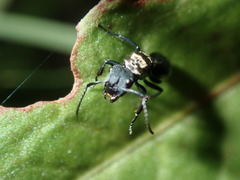Polyrhachis ornata