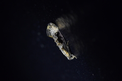 Trithamnora certella