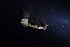 Trithamnora certella