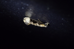 Trithamnora certella