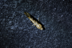 Trithamnora certella