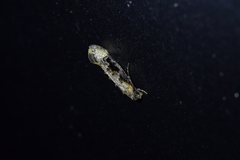 Trithamnora certella