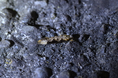 Trithamnora certella