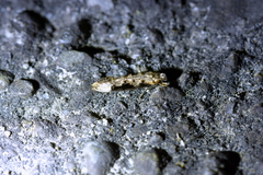 Trithamnora certella