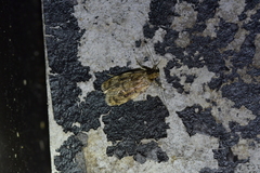 Barea exarcha