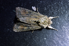 Ichneutica mutans