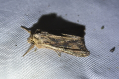 Ichneutica mutans