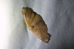 Xyridacma ustaria