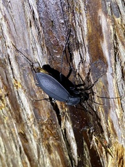 Carabus procerulus