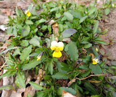 Viola × contempta