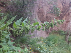 Urtica gracilenta
