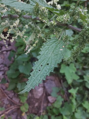 Urtica gracilenta