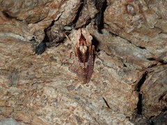 Stenocotis depressa