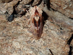 Stenocotis depressa