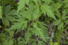 Aconitum stoloniferum