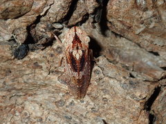 Stenocotis depressa