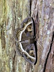 Metopta rectifasciata