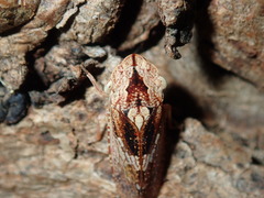 Stenocotis depressa