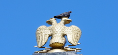 Columba livia domestica