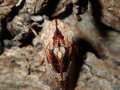 Stenocotis depressa