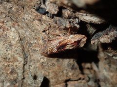 Stenocotis depressa