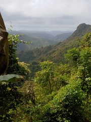 Xylaria flabelliformis