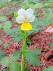 Viola × contempta