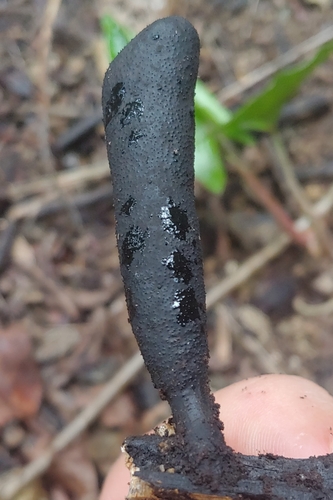 Xylaria flabelliformis