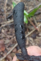 Xylaria flabelliformis