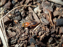 Pachyprosopis kellyi