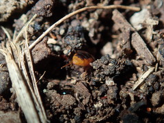 Pachyprosopis kellyi