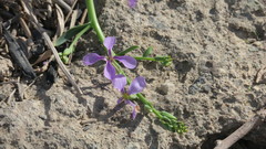 Physorhynchus chamaerapistrum