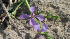 Physorhynchus chamaerapistrum