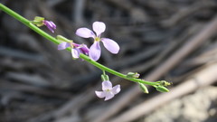 Physorhynchus chamaerapistrum