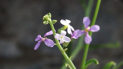 Physorhynchus chamaerapistrum