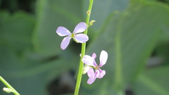Physorhynchus chamaerapistrum