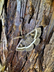 Metopta rectifasciata