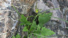 Sisymbrium erysimoides