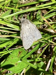 Cnethodonta grisescens