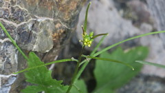 Sisymbrium erysimoides