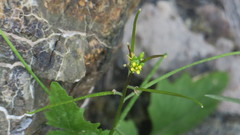 Sisymbrium erysimoides