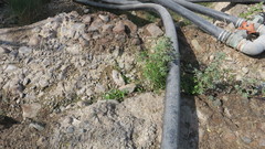 Sisymbrium erysimoides