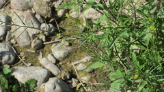 Sisymbrium erysimoides