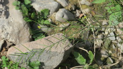 Sisymbrium erysimoides