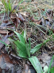 Ophrys insectifera
