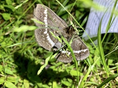 Metopta rectifasciata
