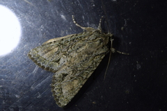 Ichneutica mutans