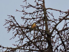 Parus major