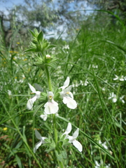 Stachys spinulosa